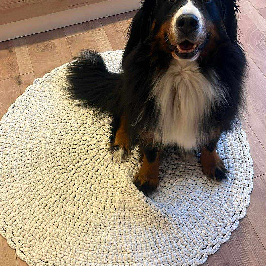 Oprah a rejoint le concours — aidez-le/la à gagner de superbes lots ! animal, bed, bedspread, bernese_mountain_dog, black_fur, brown_fur, cozy, dog, flooring, floral_pattern, friendly, home, indoor, knitted_rug, looking_at_camera, pet, rug, sitting, white_fur, wooden_floor