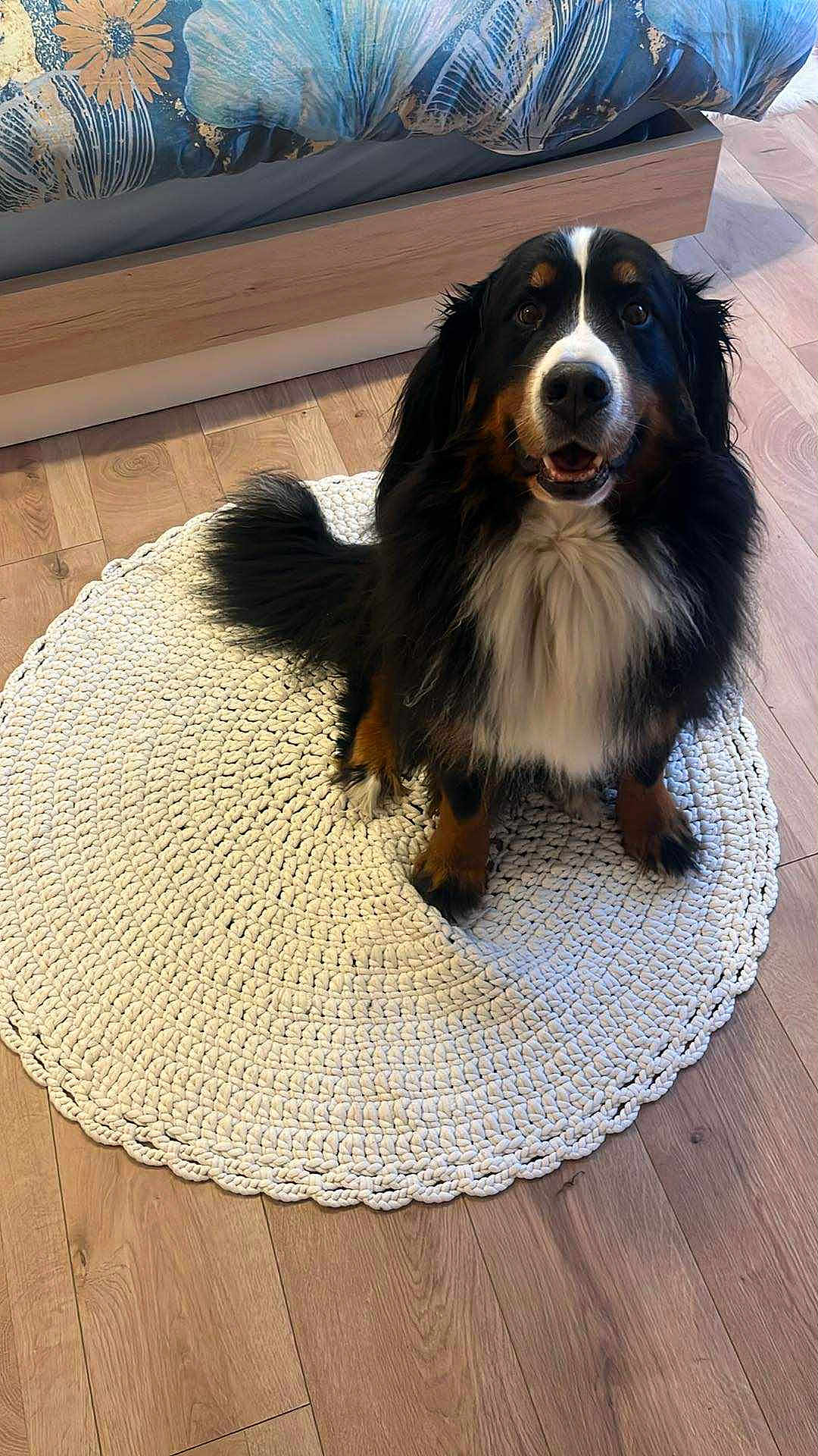 Oprah a rejoint le concours — aidez-le/la à gagner de superbes lots ! dog, bernese_mountain_dog, pet, indoor, rug, knitted_rug, wooden_floor, bed, bedspread, floral_pattern, black_fur, white_fur, brown_fur, animal, friendly, sitting, looking_at_camera, home, cozy, flooring