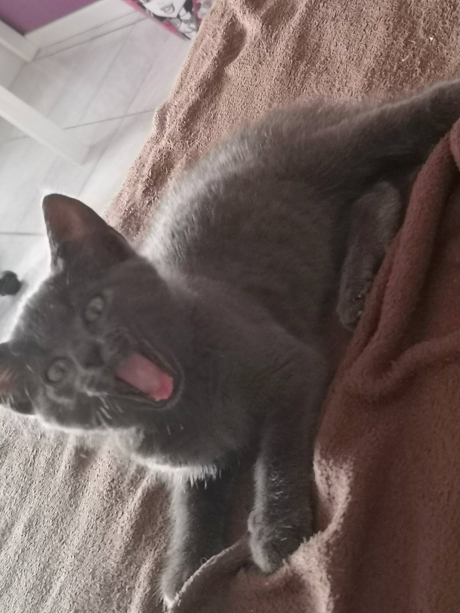 Pépito a rejoint le concours — aidez-le/la à gagner de superbes lots ! black_cat, british_shorthair, burmese, carnivore, cat, chartreux, domestic_short_haired_cat, ear, fawn, felidae, fur, kitten, korat, russian_blue, small_to_medium_sized_cats, snout, whiskers