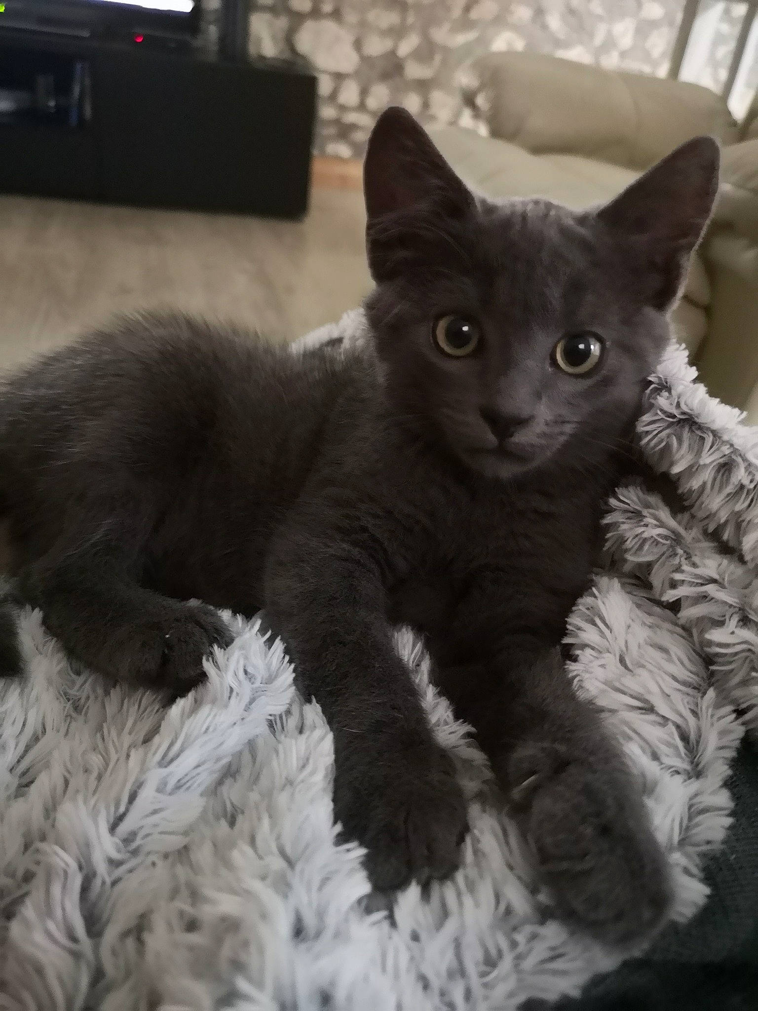 Pépito a rejoint le concours — aidez-le/la à gagner de superbes lots ! asian, black_cat, carnivore, cat, chartreux, devon_rex, domestic_short_haired_cat, felidae, german_rex, kitten, korat, mammal, nebelung, oriental_longhair, polydactyl_cat, rex_cat, russian_blue, small_to_medium_sized_cats, vertebrate, whiskers
