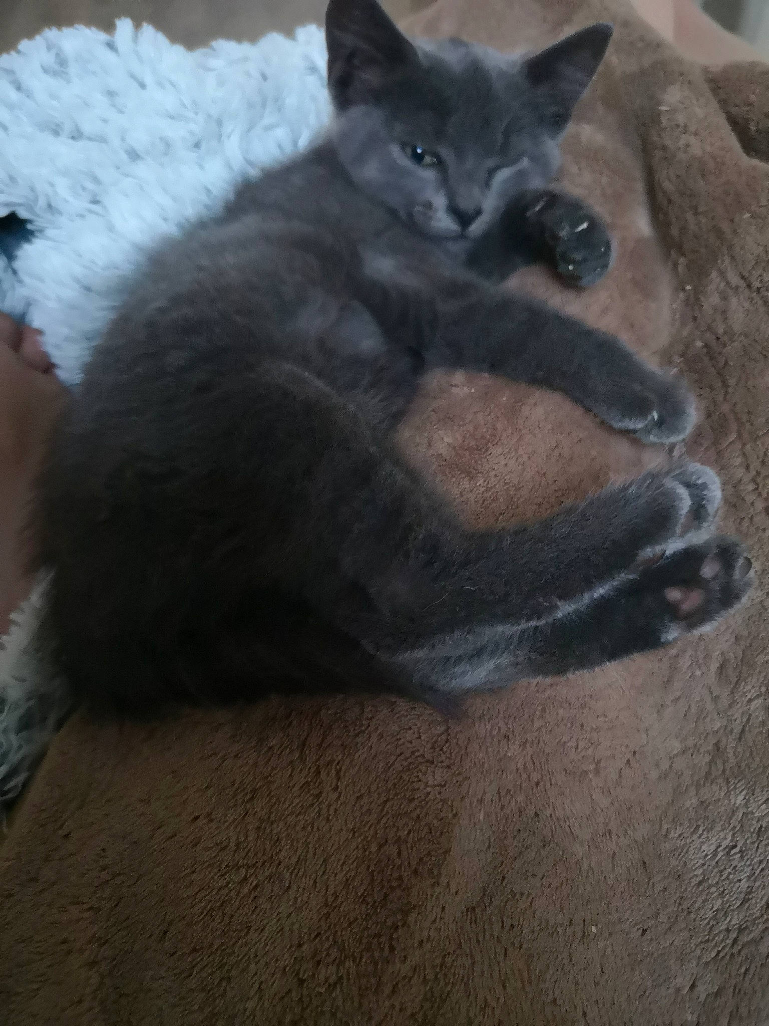 Pépito a rejoint le concours — aidez-le/la à gagner de superbes lots ! black_cat, british_shorthair, burmese, carnivore, cat, chartreux, domestic_short_haired_cat, felidae, kitten, korat, mammal, nebelung, russian_blue, small_to_medium_sized_cats, whiskers