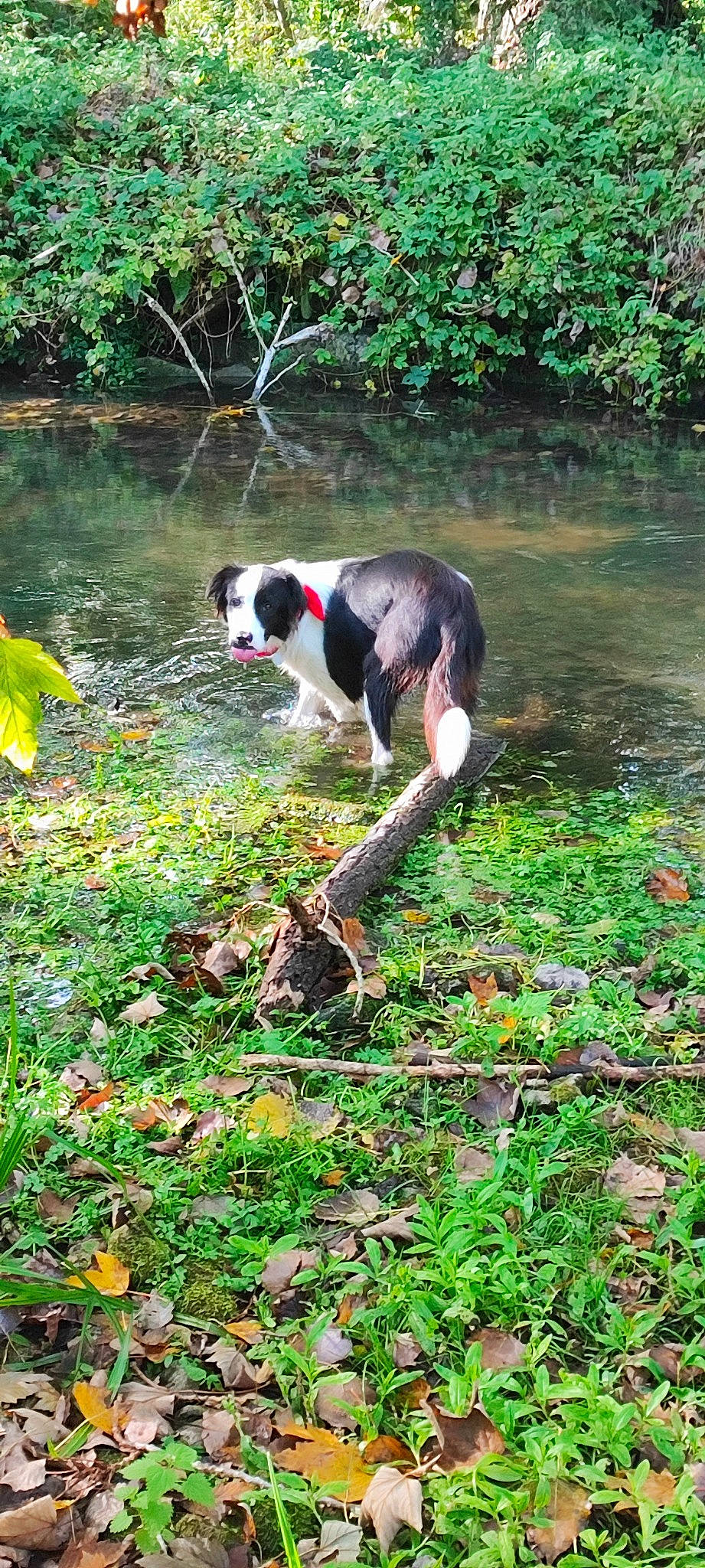 Toul a rejoint le concours — aidez-le/la à gagner de superbes lots ! canidae, carnivore, companion_dog, dog, dog_breed, fawn, garden, grass, grass_family, groundcover, landscape, natural_landscape, plant, shrub, sporting_group, tail, terrestrial_animal, tree, water, working_animal