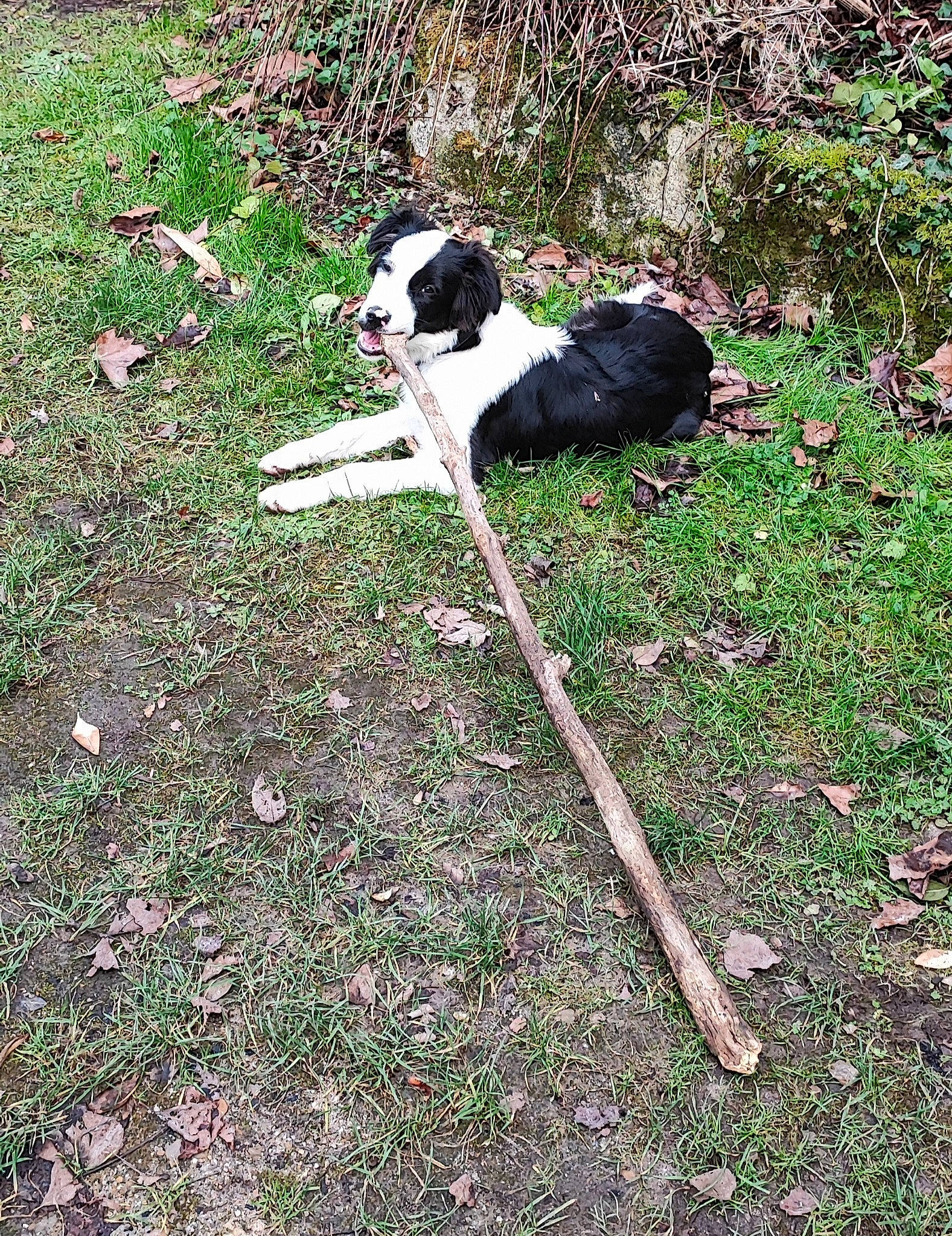 Toul a rejoint le concours — aidez-le/la à gagner de superbes lots ! canidae, carnivore, companion_dog, dog, dog_breed, garden, grass, groundcover, japanese_chin, non_sporting_group, plant, shadow, shrub, soil, sporting_group, tail, tree, working_animal, working_dog, yard