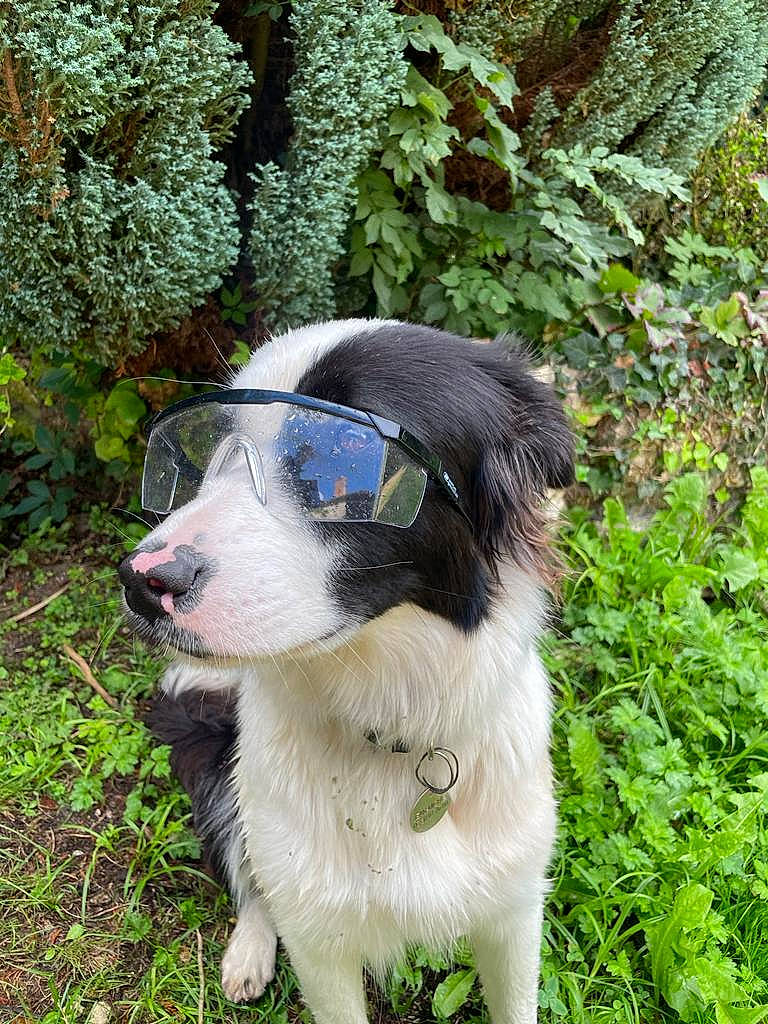 Toul participe au concours pour gagner de l'argent avec cette photo : canidae, carnivore, collar, companion_dog, dog, dog_breed, dog_collar, fur, grass, pet_supply, plant, shrub, snout, sporting_group, tail, terrestrial_animal, tree, whiskers, working_animal, working_dog