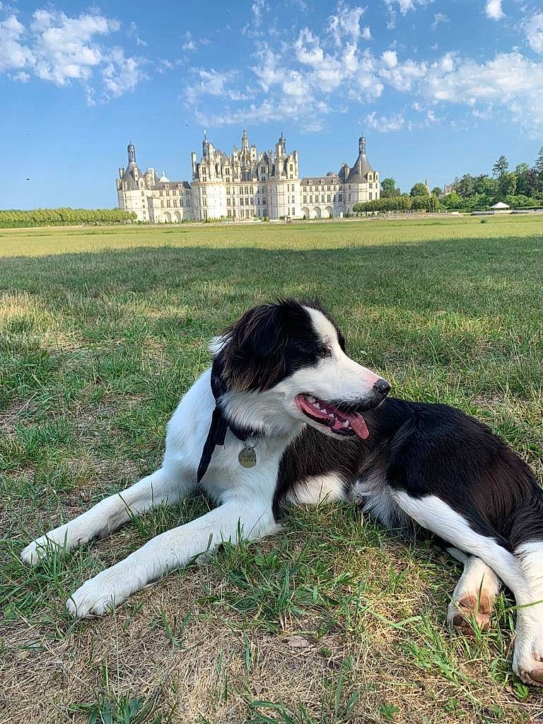 Toul a rejoint le concours — aidez-le/la à gagner de superbes lots ! building, canidae, carnivore, cloud, collar, companion_dog, dog, dog_breed, dog_collar, grass, grassland, gun_dog, plant, sky, snout, sporting_group, tail, tree, working_animal, working_dog