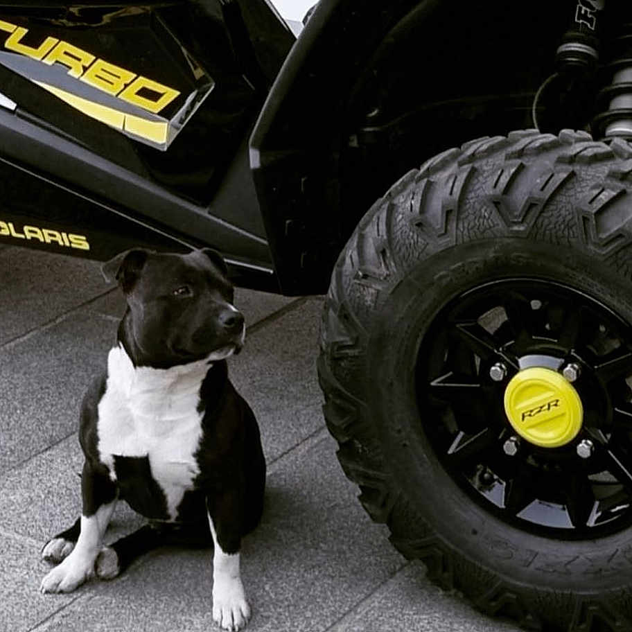 Rolls a rejoint le concours — aidez-le/la à gagner de superbes lots ! alloywheel, animal, architecture, building, bulldog, canine, car, carwheel, dog, hound, machine, outdoors, pet, puppy, shelter, spoke, tire, transportation, vehicle, wheel