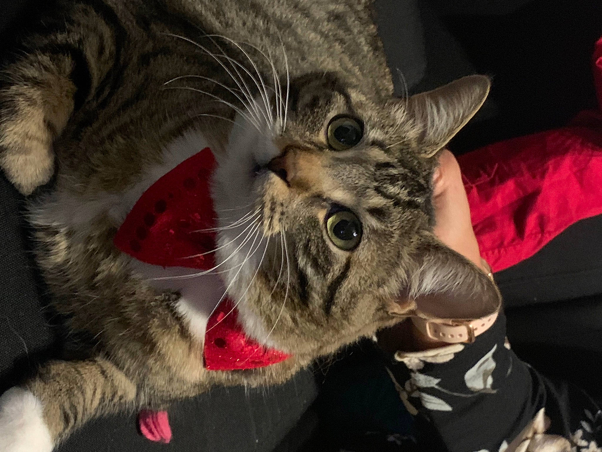 Erza participe au concours pour gagner de l'argent avec cette photo : carnivore, cat, claw, collar, domestic_short_haired_cat, fang, felidae, fur, jaw, paw, small_to_medium_sized_cats, snout, terrestrial_animal, tooth, whiskers, wildlife, yawn