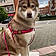 Ushka