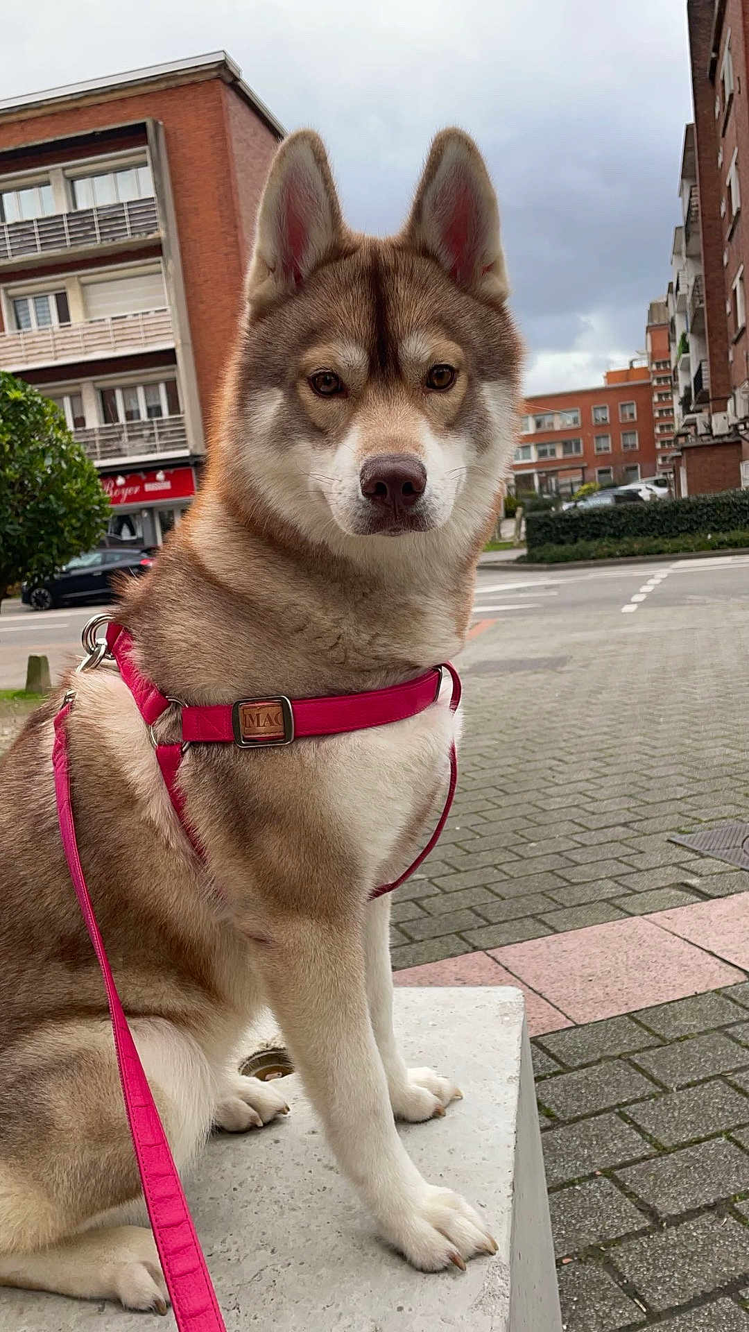 Ushka