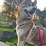 dog, husky, outdoor, sunset, leash, animal, pet, fur, nature, trees, rocks, grass, happy, tongue_out, canine, park, walking, daylight, muzzle, ears