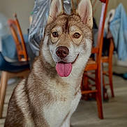 Ushka a rejoint le concours — aidez-le/la à gagner de superbes lots ! dog, husky, pet, indoors, tongue_out, brown_and_white_fur, wooden_chair, floor, happy, sitting, domestic_animal, canine, closeup, fur, animal, portrait, ears_up, friendly, household, companion
