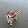 Ushka participe au concours pour gagner de l'argent avec cette photo : dog, husky, beach, sand, wet, leash, canine, pet, outdoor, animal, tongue_out, ears_up, happy, walking, nature, water, muzzle, fur, standing, smiling