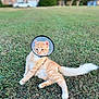 Ginger joined the competition — help win amazing prizes! cat, orange_tabby, cone, protective_collar, grass, outdoor, animal, pet, fluffy_tail, lying_down, curious, nature, daylight, blurred_background, feline, cute, domestic_cat, resting, young_cat, soft_fur