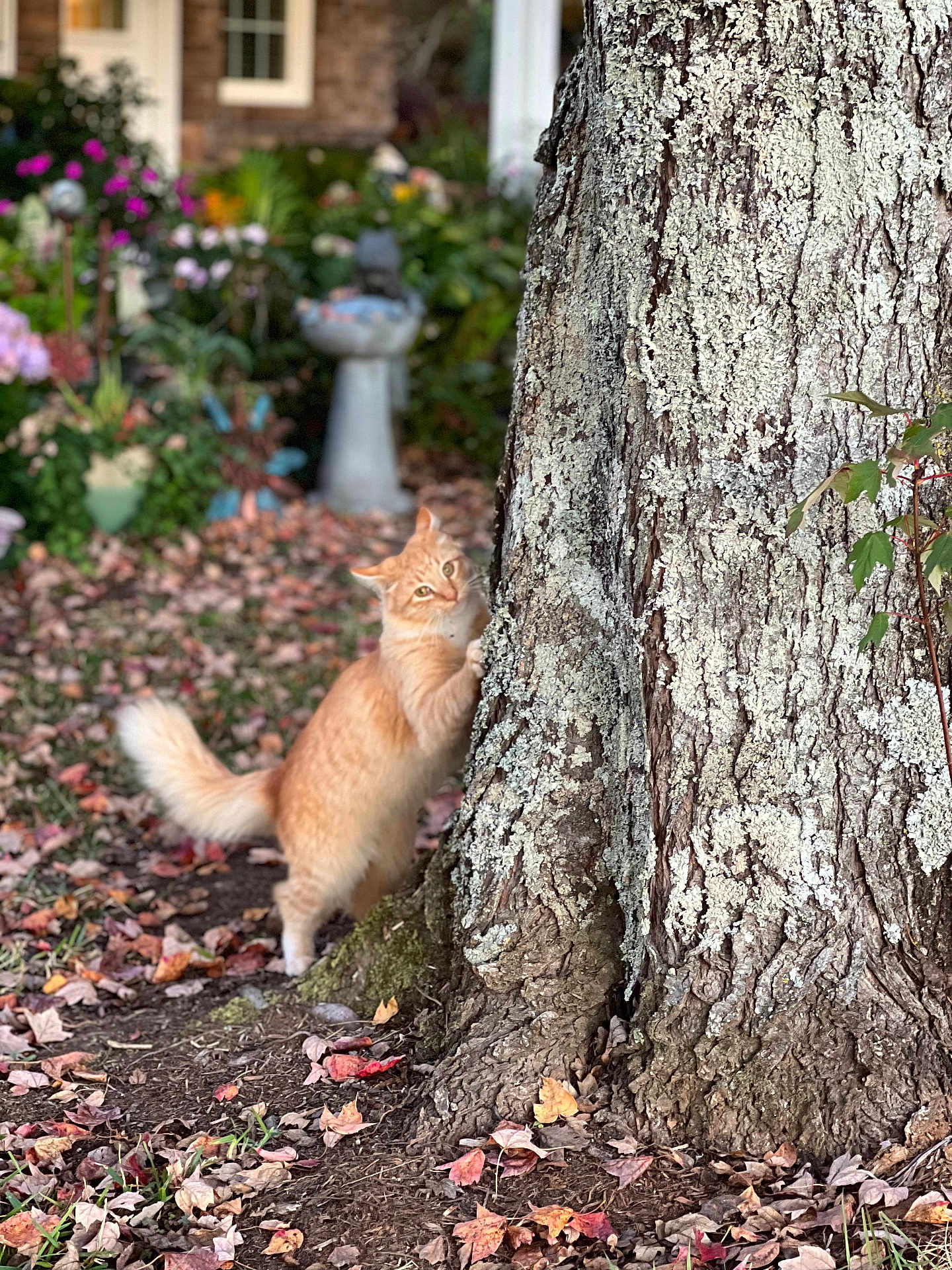 Ginger is registered to the contest to win money with this photo: cat, orange_cat, tree, scratching, autumn, fall_leaves, garden, flowers, outdoor, nature, feline, pet, animal, scratching_post, tree_bark, greenery, blurred_background, daylight, cute, playful