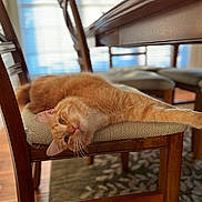 Ginger is registered to the contest to win money with this photo: cat, orange_tabby, chair, wooden_furniture, cushion, indoor, relaxed, stretching, pet, domestic_cat, table, floor_rug, natural_light, window_blinds, home_interior, furniture, flooring, close_up, animal, mammal