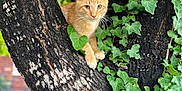 Ginger joined the competition — help win amazing prizes! cat, orange_tabby, tree, ivy, green_leaves, outdoor, nature, animal, curious, perched, fur, whiskers, branch, plant, closeup, daylight, wildlife, cute, pet, mammal
