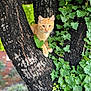 cat, orange_tabby, tree, ivy, green_leaves, outdoor, nature, animal, curious, perched, fur, whiskers, branch, plant, closeup, daylight, wildlife, cute, pet, mammal