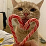 Dory is registered to the contest to win money with this photo: bedroom, blurred_background, candy_cane, cat, close_up, cute, domestic_cat, feline, festive, hand, heart_shape, holiday, indoor, licking, pet, pink_nose, playful, striped_candy, tongue, whiskers