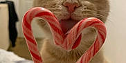 Marlow joined the competition — help win amazing prizes! bedroom, blurred_background, candy_cane, cat, close_up, cute, domestic_cat, feline, festive, hand, heart_shape, holiday, indoor, licking, pet, pink_nose, playful, striped_candy, tongue, whiskers