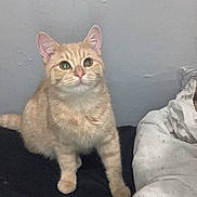 Marlow is registered to the contest to win money with this photo: animal, bed, black_surface, blanket, cat, comforter, curious, cute, domestic_cat, ears, feline, fur, gray_wall, indoor, looking_up, orange_cat, pet, sitting, tabby_cat, whiskers