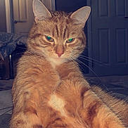 Nemo joined the competition — help win amazing prizes! animal, bed, cat, close_up, cozy, cute, domestic_cat, ears, feline, fur, ginger_cat, indoor, mammal, paws, pet, relaxed, resting, sleepy, tabby, whiskers