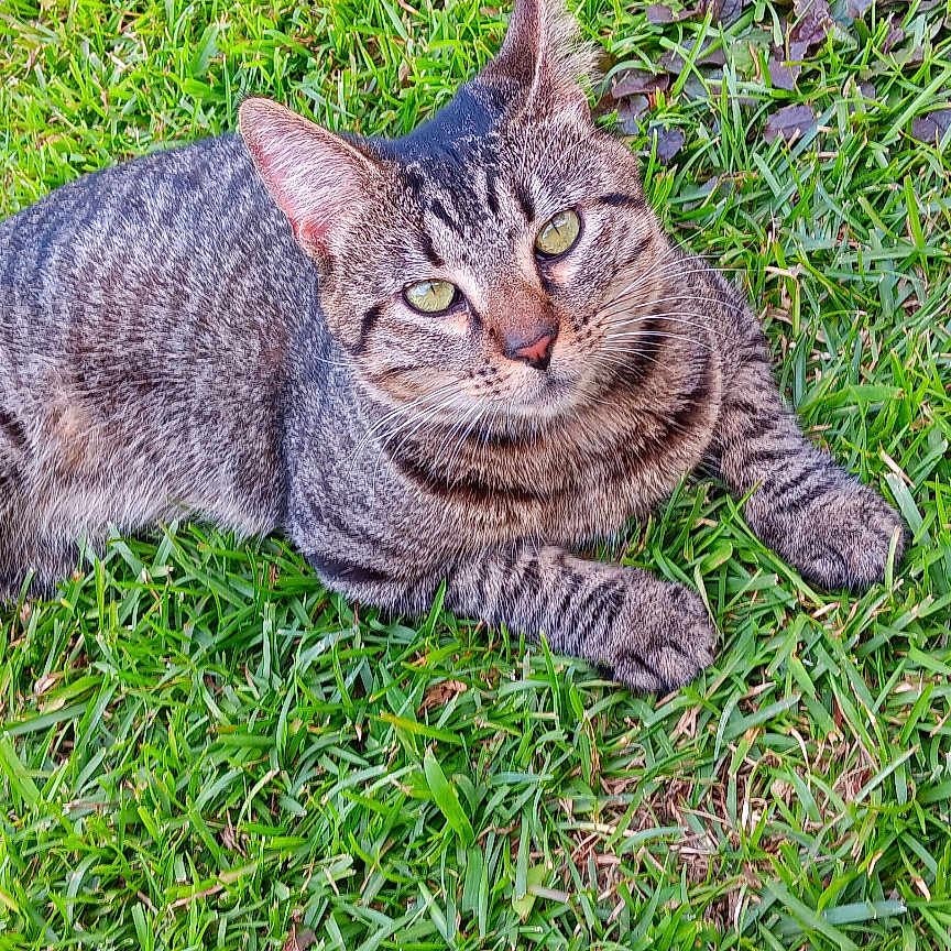 Fin Miller joined the competition — help win amazing prizes! animal, cat, closeup, cute, daylight, ears, feline, grass, greenery, looking_at_camera, lying_down, mammal, nature, outdoor, pet, relaxed, striped, tabby_cat, tail, whiskers