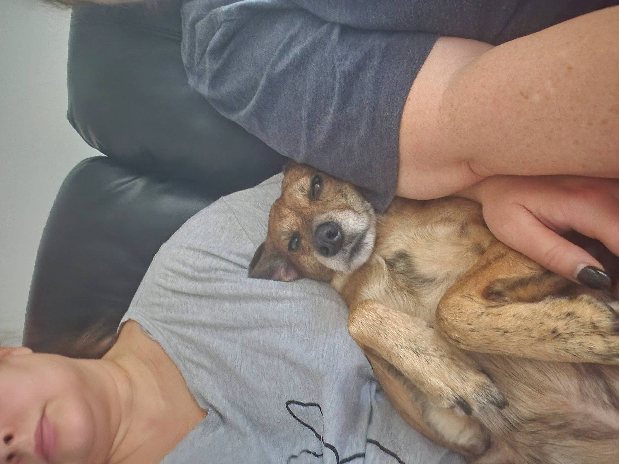 Ollie is registered to the contest to win money with this photo: canidae, carnivore, comfort, companion_dog, corgi_chihuahua, couch, dog, dog_breed, fawn, foot, fur, hand, human_leg, paw, sitting, sporting_group, terrestrial_animal, toy_dog, vertebrate, wrist