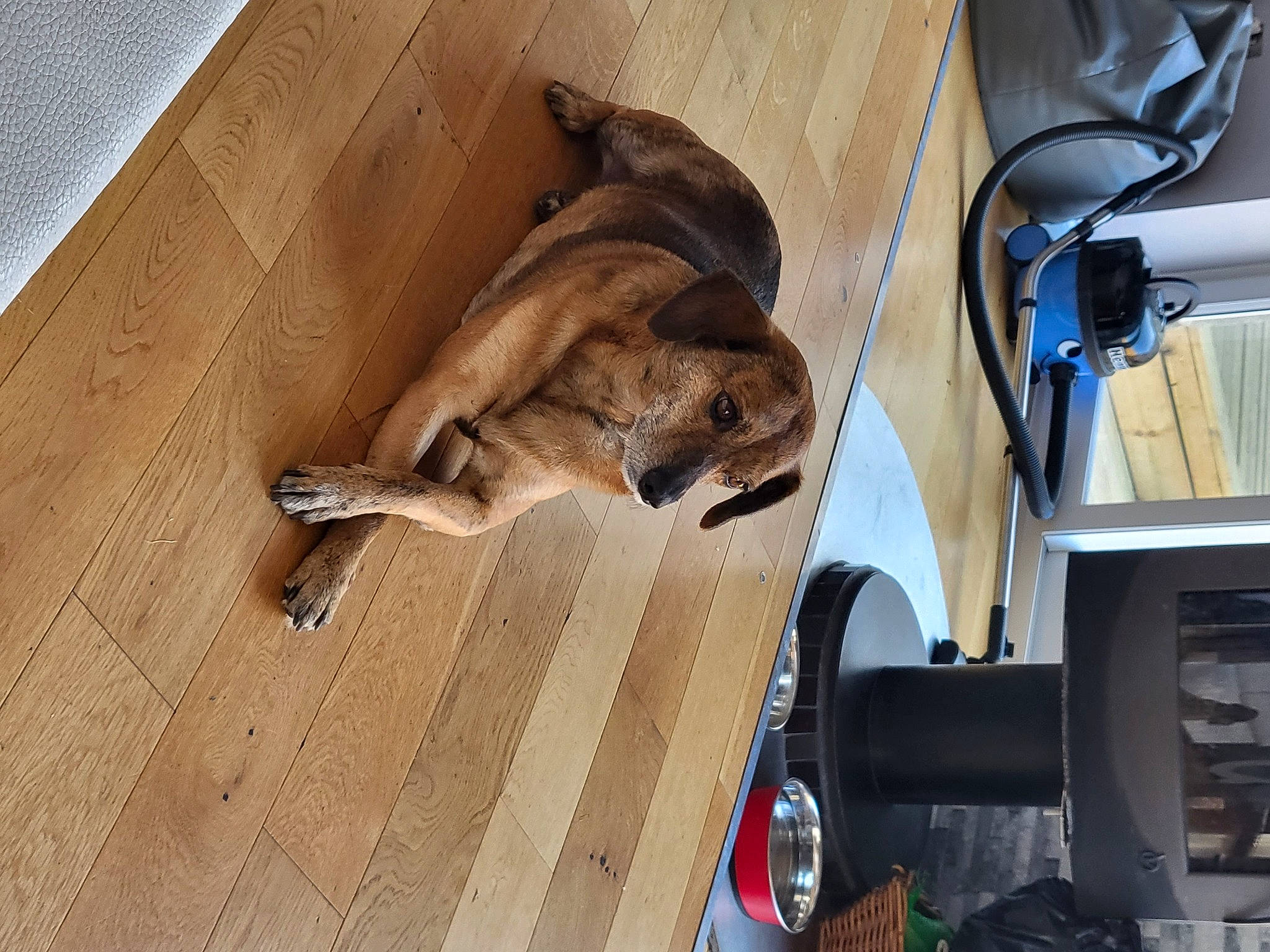 Ollie is registered to the contest to win money with this photo: canidae, carnivore, comfort, companion_dog, dog, dog_breed, fawn, felidae, flooring, hardwood, machine, plywood, snout, sporting_group, tail, vehicle, vehicle_door, wood, wood_flooring, wood_stain