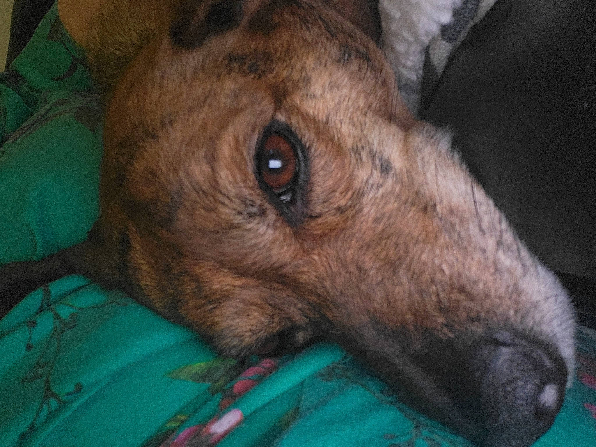 Ollie joined the competition — help win amazing prizes! canidae, carnivore, comfort, companion_dog, dog, dog_breed, ear, eye, fawn, fur, head, nap, puppy, sleep, snout, sporting_group, street_dog, terrestrial_animal, whiskers, wildlife