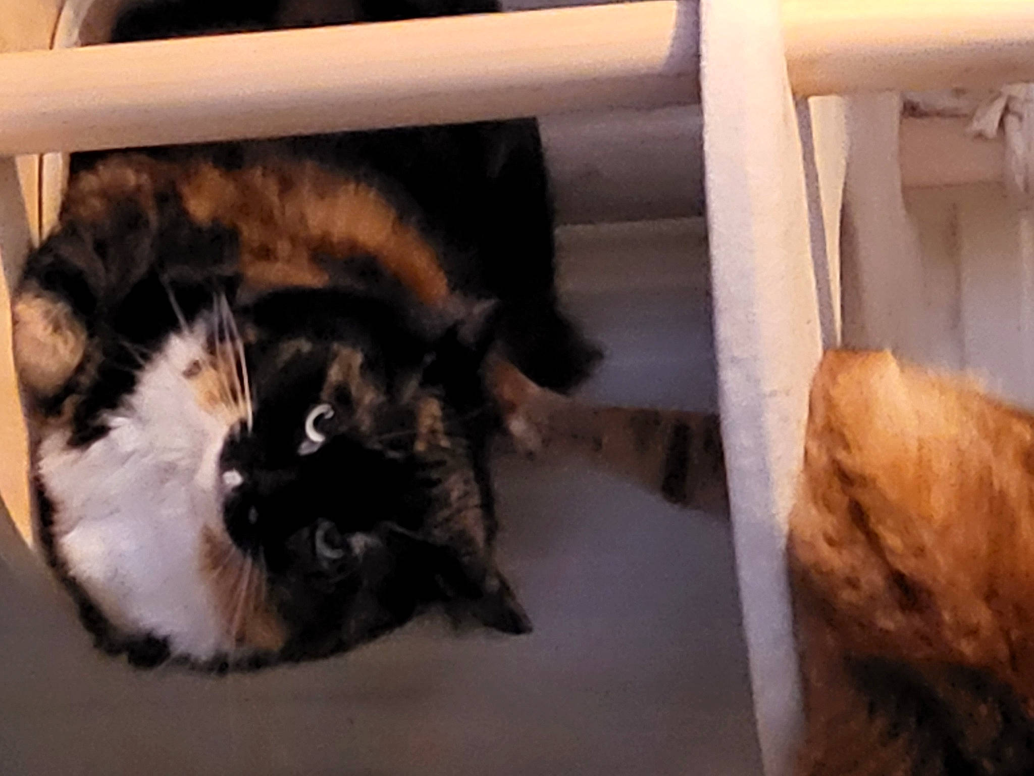 Victoria joined the competition — help win amazing prizes! box, brown, carnivore, cat, cat_supply, claw, comfort, domestic_short_haired_cat, door, felidae, flooring, fur, hardwood, paw, room, small_to_medium_sized_cats, tail, whiskers, window, wood