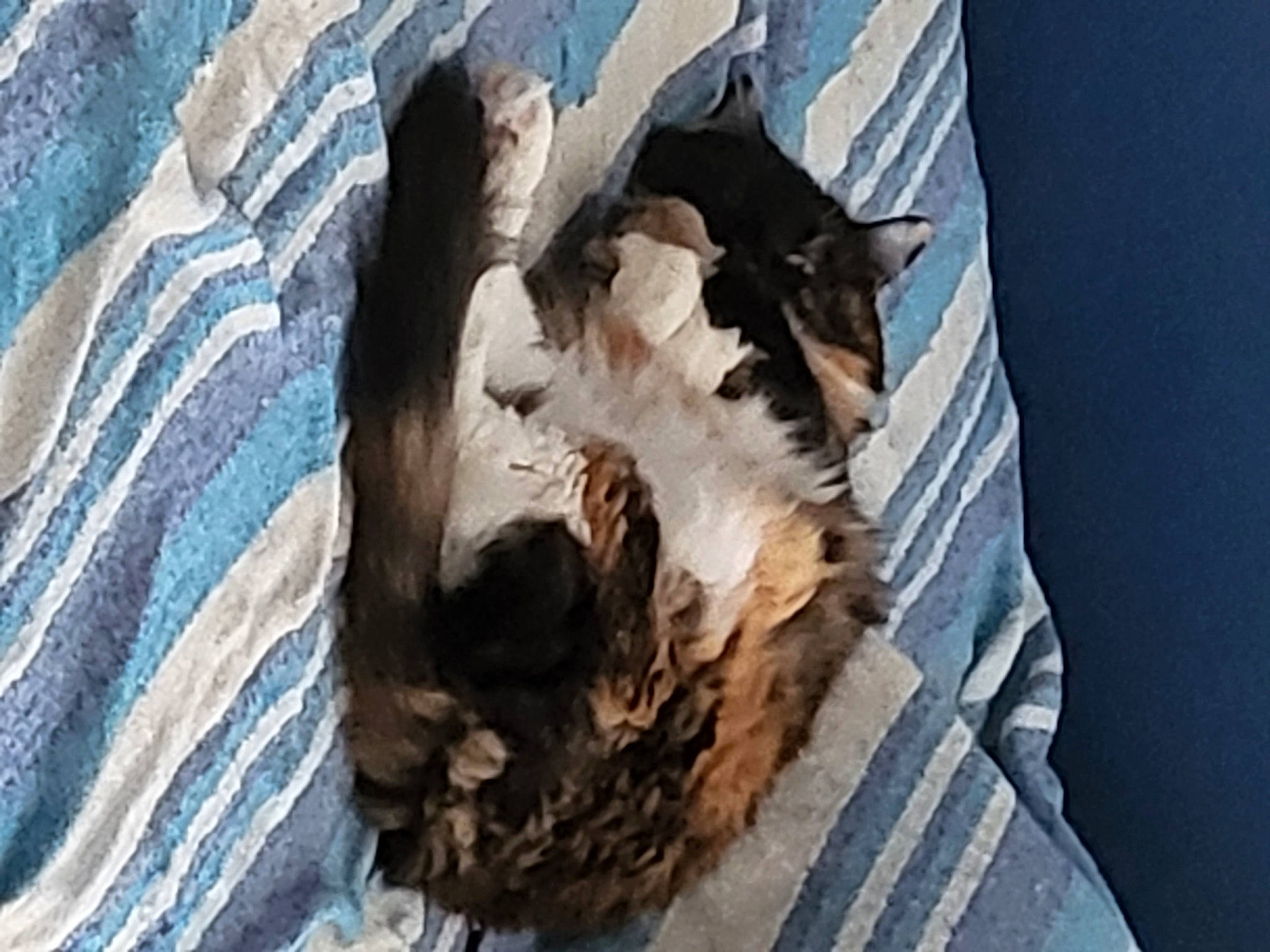 Victoria joined the competition — help win amazing prizes! carnivore, cat, comfort, companion_dog, dog_breed, felidae, fur, linens, rock, small_to_medium_sized_cats, tail, tree, trunk, whiskers, wood