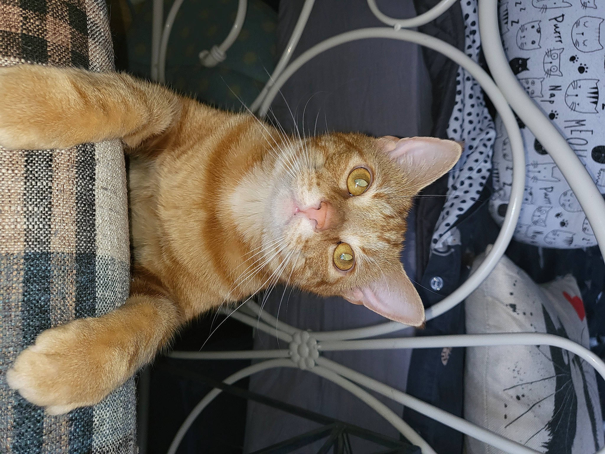 Maverick is registered to the contest to win money with this photo: animal_shelter, carnivore, cat, cat_supply, claw, domestic_short_haired_cat, fawn, felidae, fur, metal, paw, small_to_medium_sized_cats, snout, tail, terrestrial_animal, whiskers