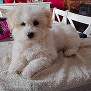 Betty a rejoint le concours — aidez-le/la à gagner de superbes lots ! brick_fireplace, chair, cute, decor, dog, domestic, flowers, fluffy, furniture, home, indoor, pet, pink_wall, puppy, relaxed, small_dog, table, towel, vase, white_fur