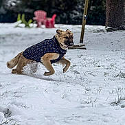 Sorina a rejoint le concours — aidez-le/la à gagner de superbes lots ! active, animal, background, canine, cold, daytime, dog, fur, grass, jumping, motion, nature, outdoor, park, playful, running, snow, tree, vest, winter