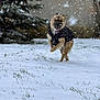 dog, snow, winter, outdoor, tree, grass, jacket, pet, playful, leaping, canine, snowfall, cold, nature, animal, happy, fur, daytime, background, motion