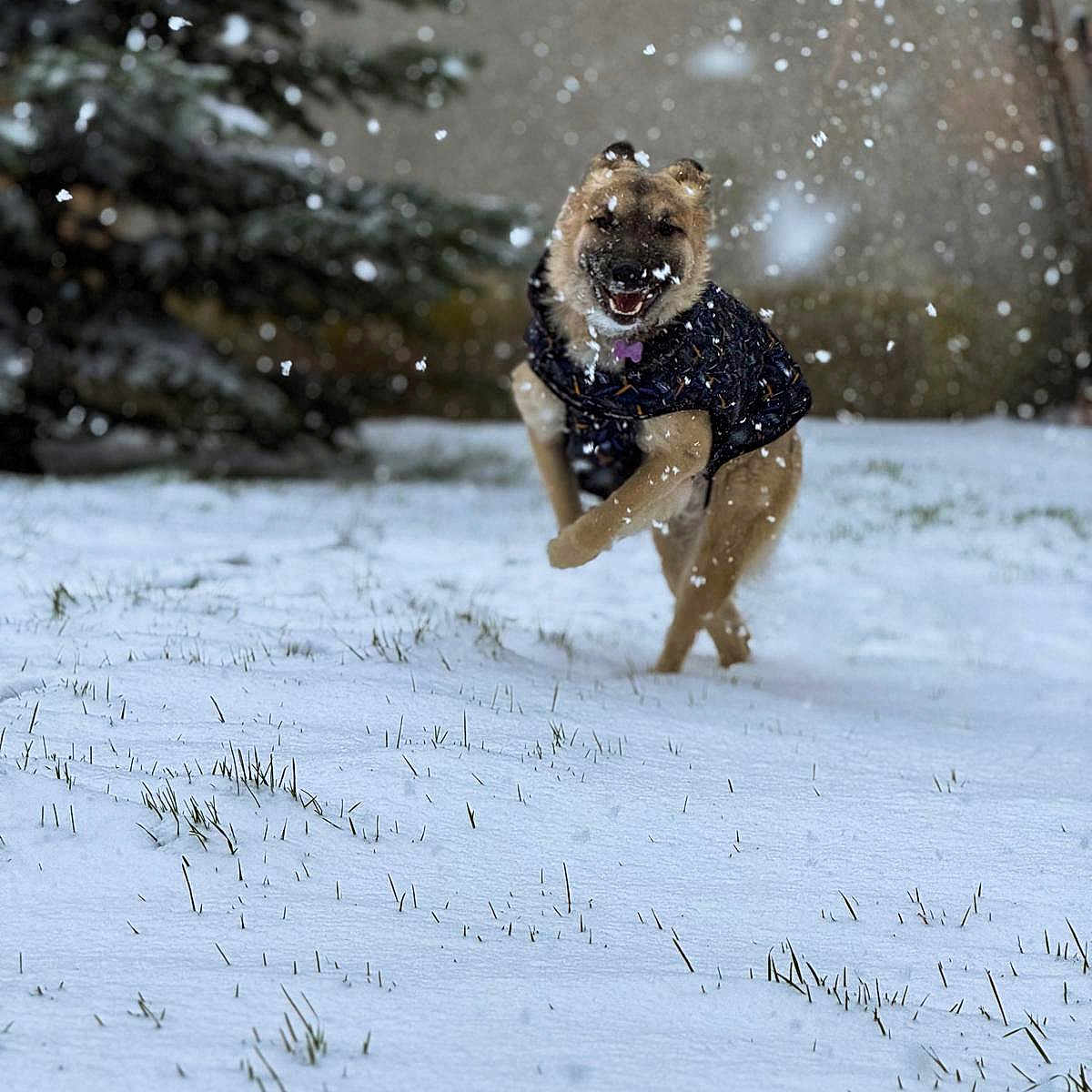 Sorina a rejoint le concours — aidez-le/la à gagner de superbes lots ! animal, background, canine, cold, daytime, dog, fur, grass, happy, jacket, leaping, motion, nature, outdoor, pet, playful, snow, snowfall, tree, winter