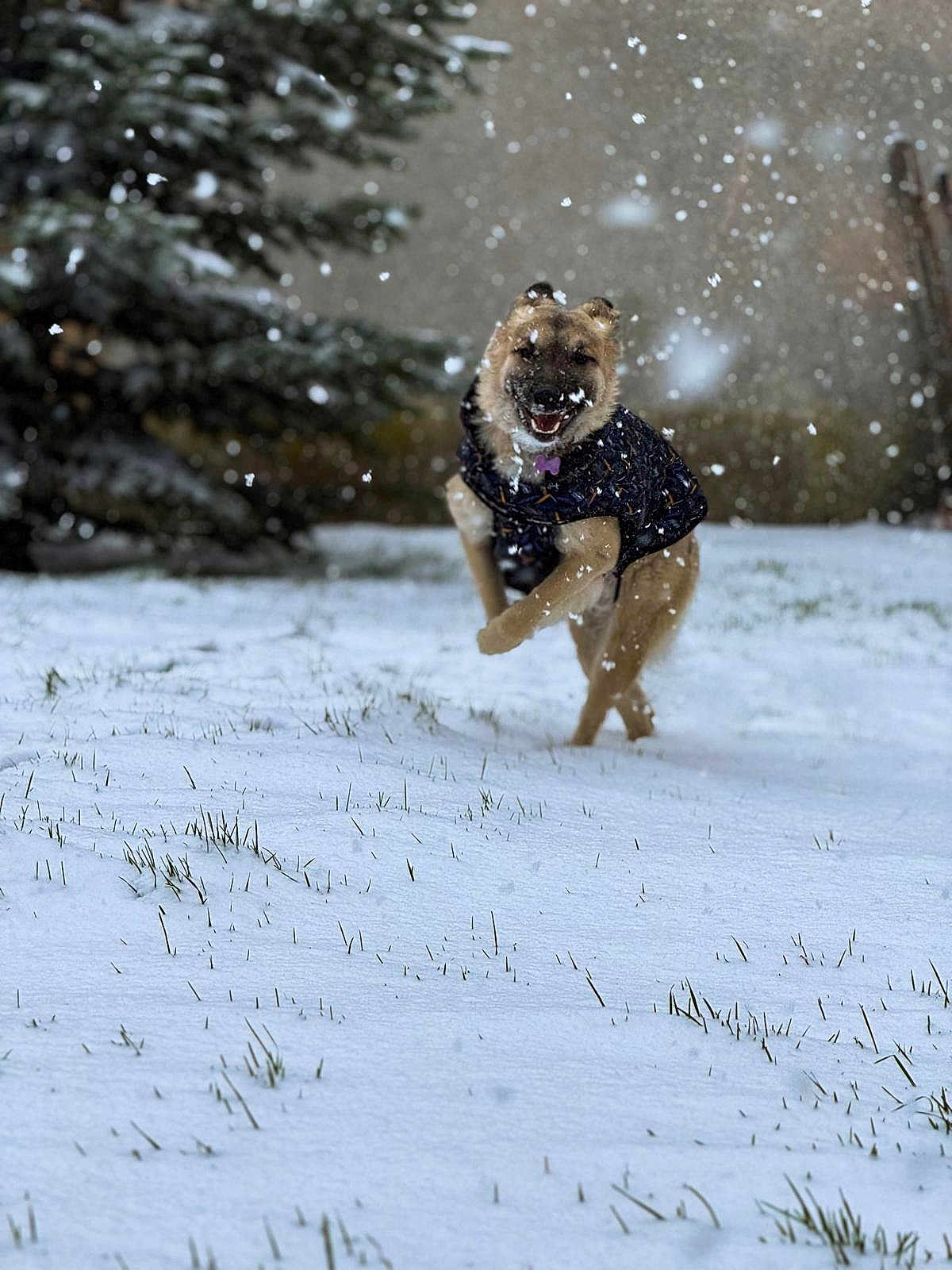 Sorina a rejoint le concours — aidez-le/la à gagner de superbes lots ! dog, snow, winter, outdoor, tree, grass, jacket, pet, playful, leaping, canine, snowfall, cold, nature, animal, happy, fur, daytime, background, motion