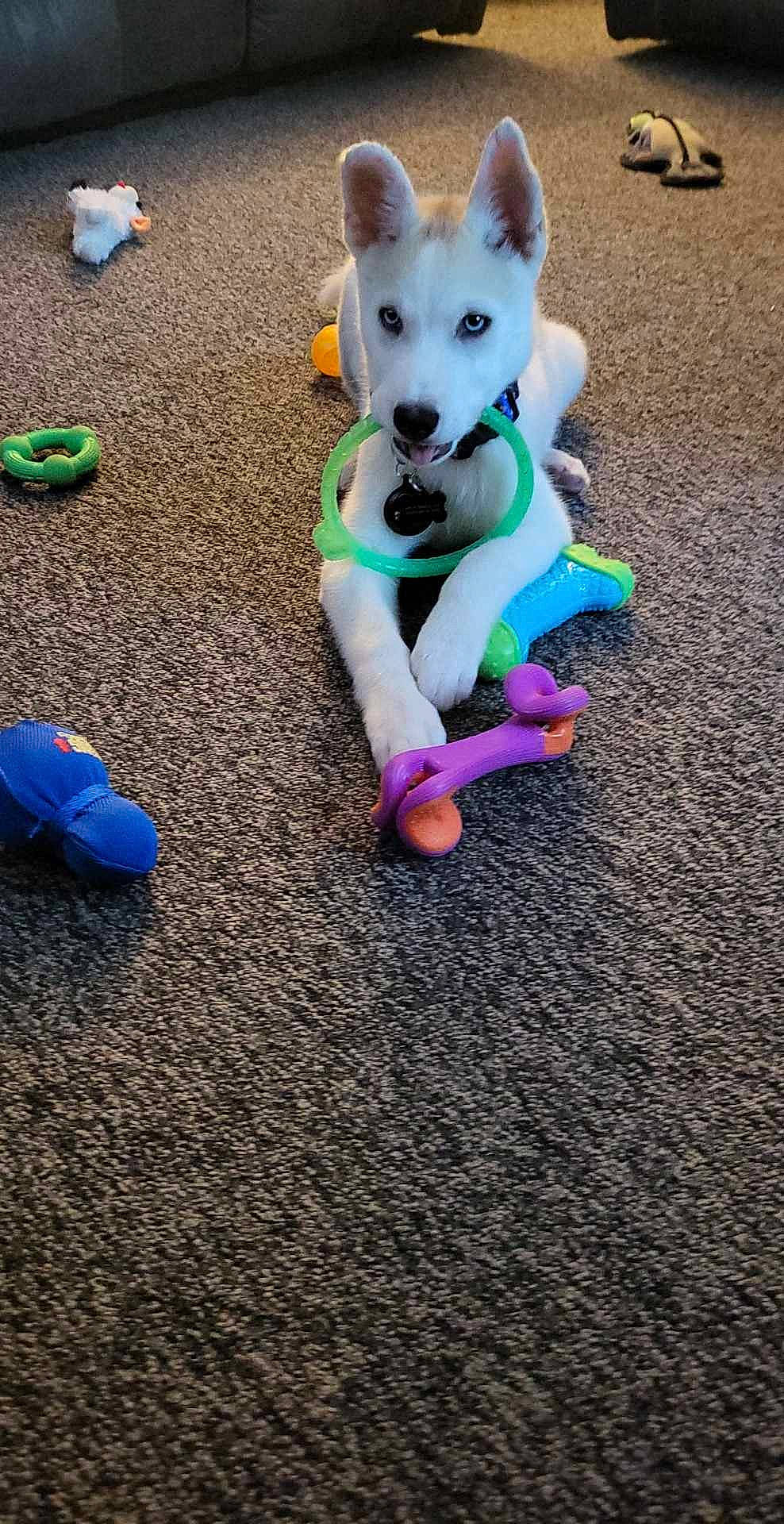 Smokey joined the competition — help win amazing prizes! adventure, canidae, carnivore, companion_dog, dog, dog_breed, dog_clothes, dog_supply, fawn, flooring, grass, leash, pet_supply, snout, spitz, sporting_group, tail, toy, toy_dog, working_animal