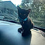 Milly joined the competition — help win amazing prizes! accessories, animal, architecture, blackcat, building, cat, face, head, kitten, nature, outdoors, person, pet, photography, plant, shelter, transportation, tree, vegetation, vehicle