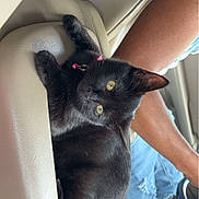 Milly joined the competition — help win amazing prizes! abyssinian, animal, blackcat, cat, clothing, cushion, footwear, headrest, homedecor, jeans, kitten, manx, pants, person, pet, shoe, sleeping, sneaker, transportation, vehicle