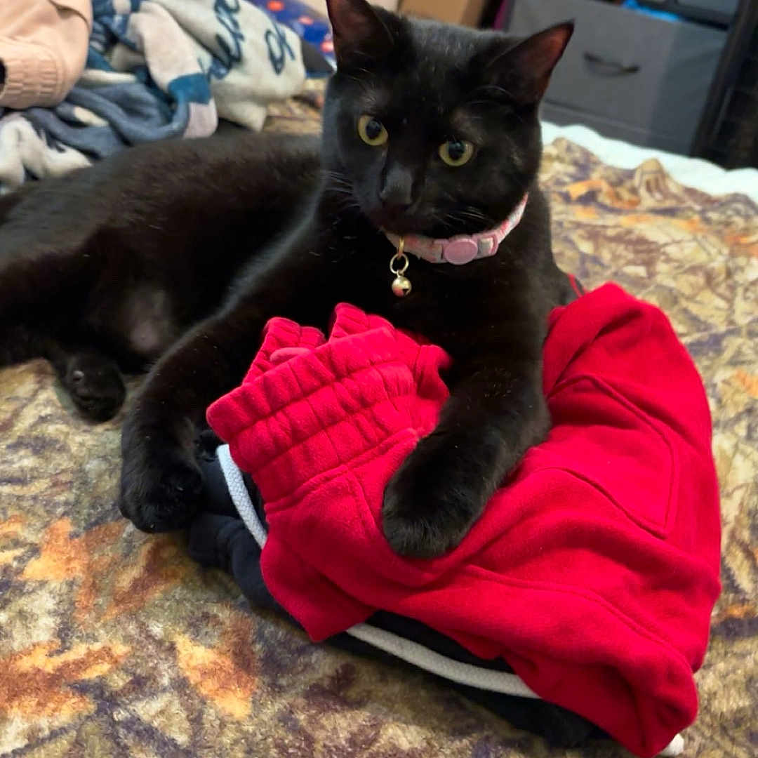 Milly Kelso joined the competition — help win amazing prizes! animal, black_cat, blanket, cat, collar, cozy, curious, domestic, dresser, fabric, folded_clothes, furniture, home, indoor, lying_down, pet, red_clothing, resting, soft_texture, yellow_eyes