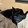 black_cat, cat, yellow_eyes, clothes, pile, indoor, wall, fabric, texture, resting, curious, pet, animal, feline, soft_lighting, shadow, close_up, domestic, relaxed, cozy