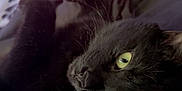 Milly Kelso is registered to the contest to win money with this photo: cat, black_cat, yellow_eyes, pet, domestic_animal, feline, indoor, relaxed, lying_down, close_up, whiskers, fur, curious, soft_texture, blanket, fabric, pink, blurred_background, cozy, comfort