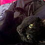 cat, black_cat, yellow_eyes, pet, domestic_animal, feline, indoor, relaxed, lying_down, close_up, whiskers, fur, curious, soft_texture, blanket, fabric, pink, blurred_background, cozy, comfort