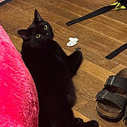 Milly Kelso joined the competition — help win amazing prizes! black_cat, cat, wooden_floor, pink_cushion, sandals, indoor, pet, animal, floor, curious_eyes, furniture, relaxed, domestic, home, black_fur, looking_up, cozy, closeup, quiet, companion