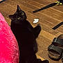 black_cat, cat, wooden_floor, pink_cushion, sandals, indoor, pet, animal, floor, curious_eyes, furniture, relaxed, domestic, home, black_fur, looking_up, cozy, closeup, quiet, companion