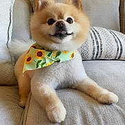 Gucci is registered to the contest to win money with this photo: dog, pomeranian, bandana, sunflower, pet, fluffy, smiling, couch, indoor, cute, animal, fur, small_dog, relaxed, home, cozy, portrait, happy, sitting, friendly