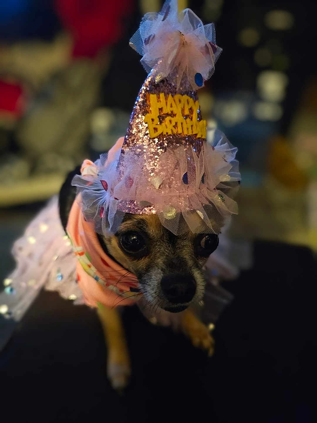 Lil Bit is registered to the contest to win money with this photo: dog, birthday_hat, pink, costume, small_dog, cute, celebration, pet, animal, party, sparkly, tulle, close_up, indoor, decorative, festive, portrait, accessory, blurred_background, chihuahua