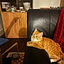 Appolo a rejoint le concours — aidez-le/la à gagner de superbes lots ! armrest, blanket, cabinet, cat, cat_toy, couch, cups, dishes, feline, indoor, leather, living_room, orange_tabby, patterned_rug, pet, red_blanket, relaxed, rug, toy, wooden_cabinet