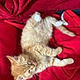 animal, blanket, cat, cozy, cute, domestic_cat, feline, fluffy, fur, indoor, kitten, lying_down, orange_cat, paw, pet, red_blanket, relaxed, resting, sleepy, whiskers